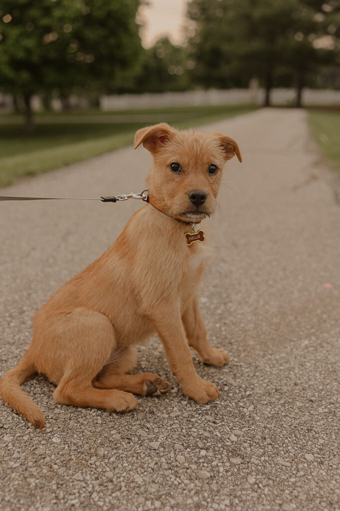 engagement photos with dog