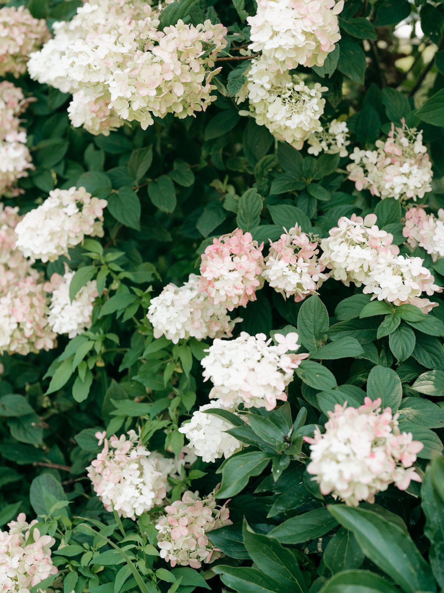 Blush and white hydrangea blooms in full bloom, soft garden backdrop for a colorful wedding.